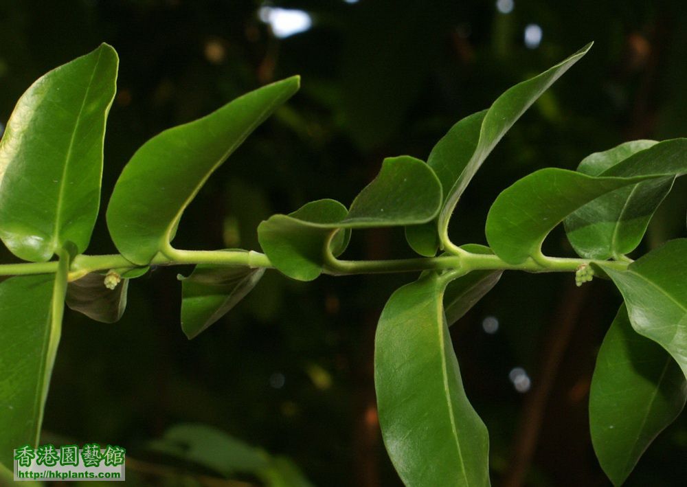 2011-08-30-30-Hoya cumingiana.jpg