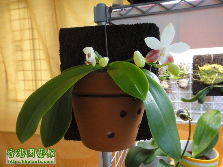 Phal. C1-a.jpg