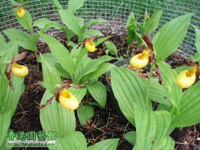 P5310502 Cypripedium parviflorum.JPG