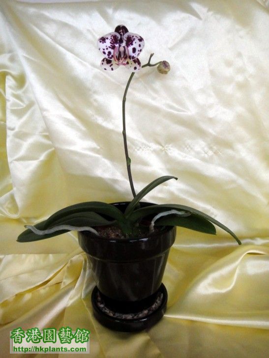 Phal. Hybrid-1a.jpg