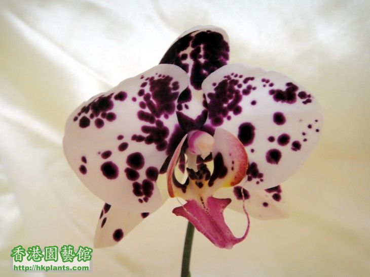 Phal. Hybrid-1c.jpg