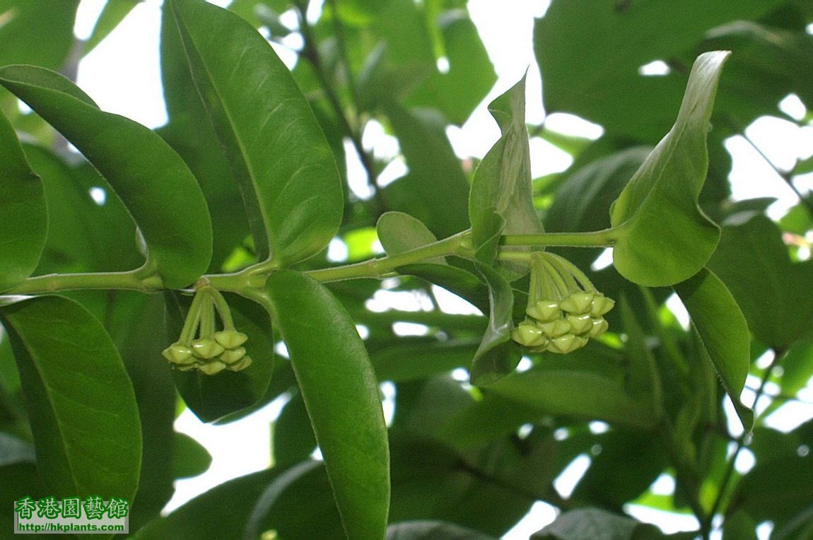 2011-09-12-36-Hoya cumingiana.jpg