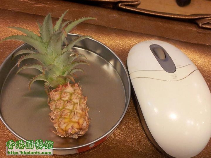 沖繩菠蘿a.jpg