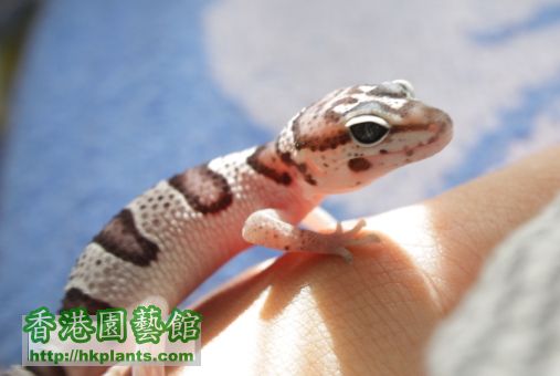 geckoA_IMG_0284.JPG