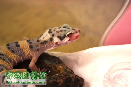 geckoC_IMG_0332.JPG