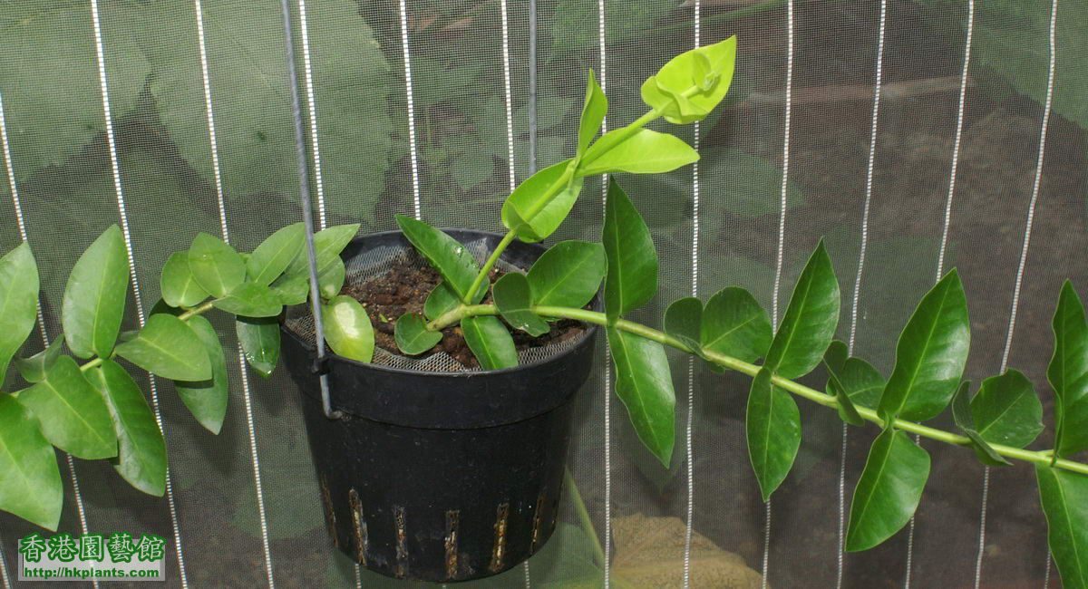 2011-09-19-44-Hoya cumingiana.jpg