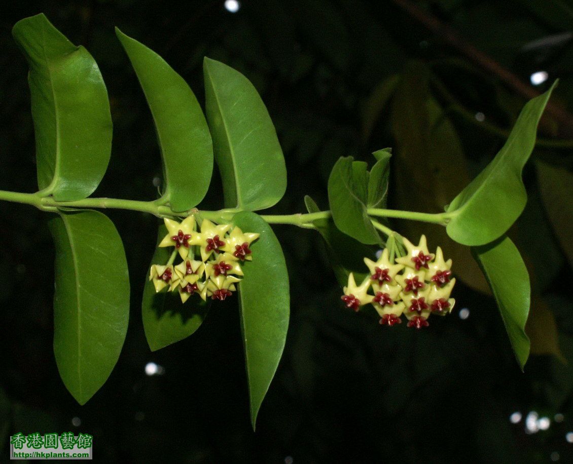 2011-09-20-8-Hoya cumingiana.jpg