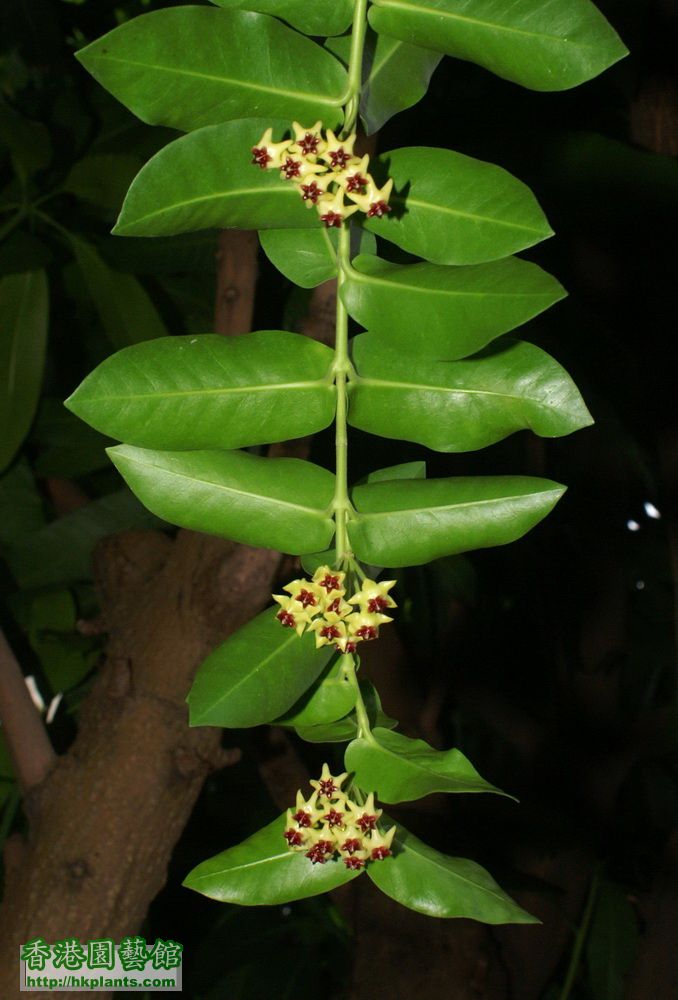 2011-09-20-12-Hoya cumingiana.jpg