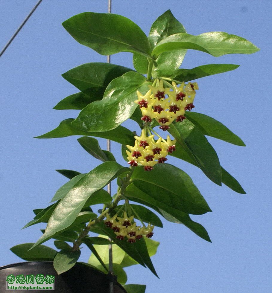 2011-09-21-2-Hoya cumingiana.jpg