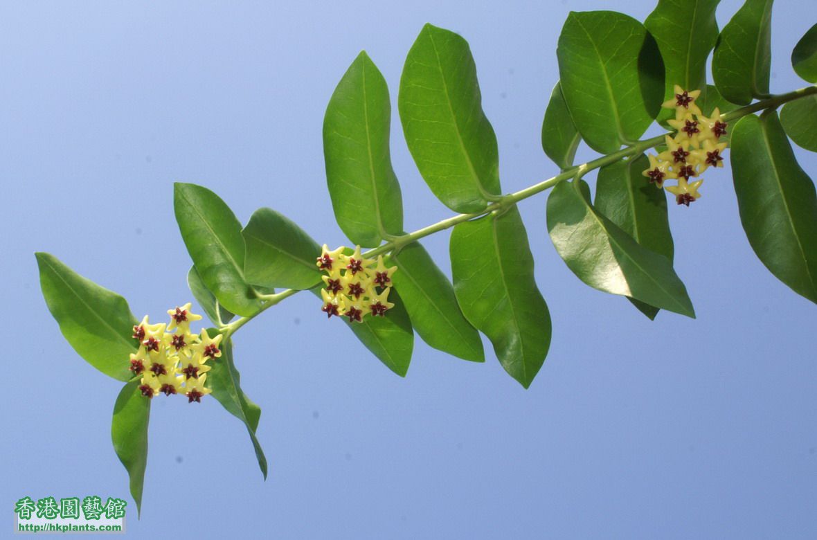 2011-09-22-10-Hoya cumingiana.jpg