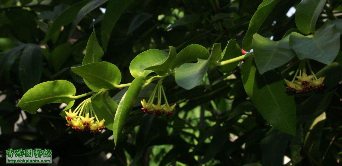 2011-09-22-13-Hoya cumingiana.jpg