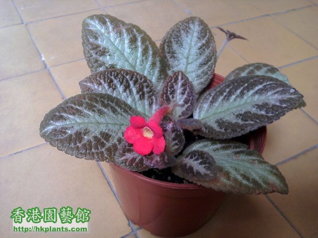 2011-09-21 08.38.32 Episcia - Red flower 2.jpg
