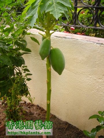 t_ch-papaya-sept-small.jpg