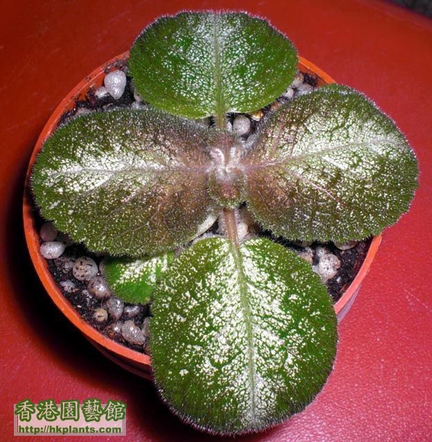 Episcia Country Cowboy bb可愛嗎