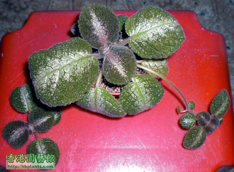 Episcia Country Cowboy爸爸