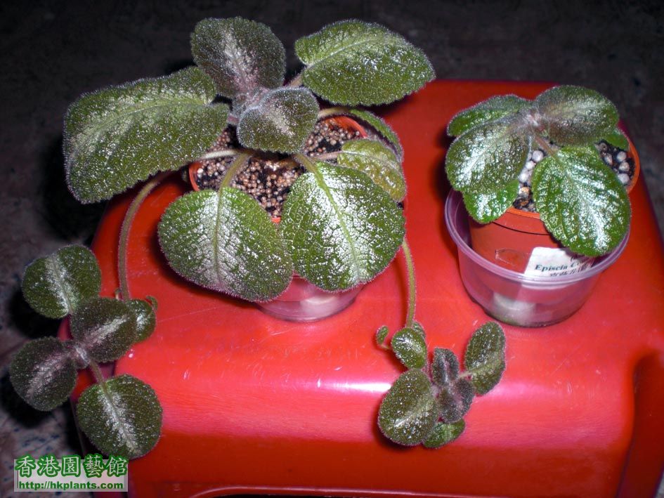 Episcia Country Cowboy兩父子