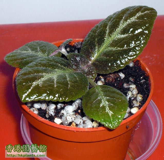 Episcia Lemon tree bb