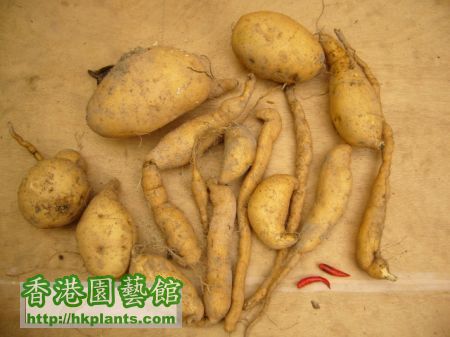 sweet-potato-sept-3.jpg