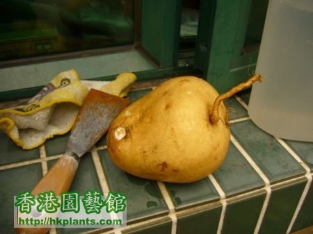 sweet-potato-sept-1.jpg