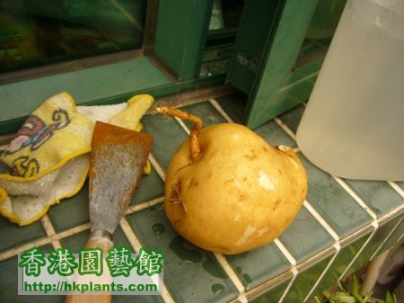 sweet-potato-sept-2.jpg