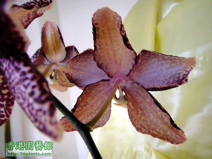 Phal. Hybrid 2-i.jpg