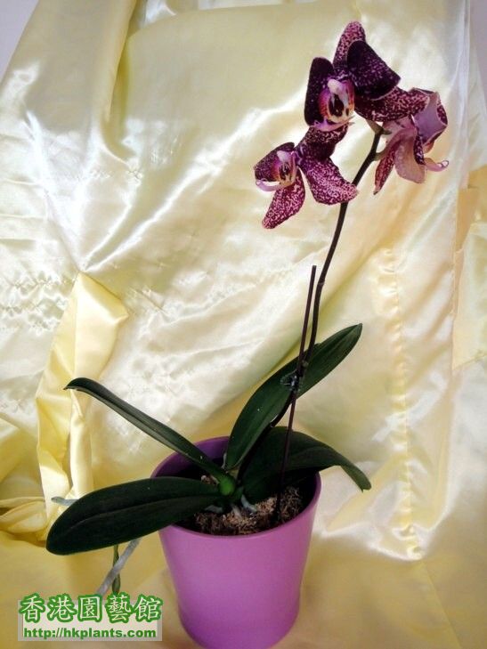 Phal. Hybrid 2-a.jpg