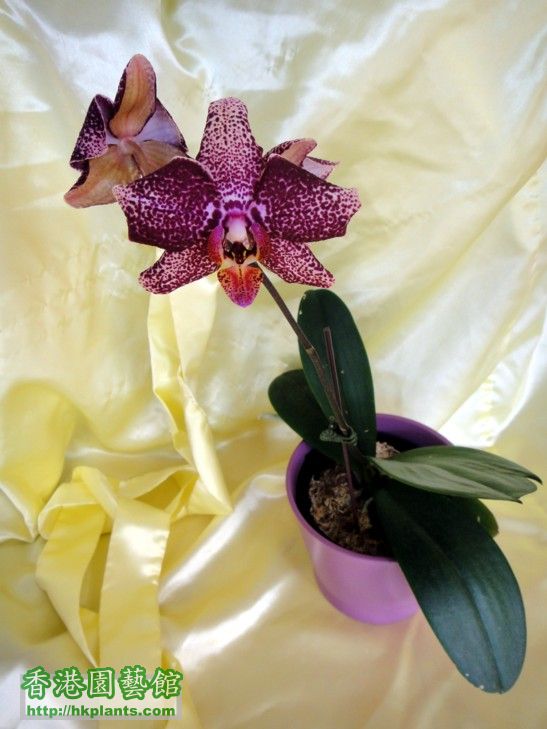 Phal. Hybrid 2-b.jpg