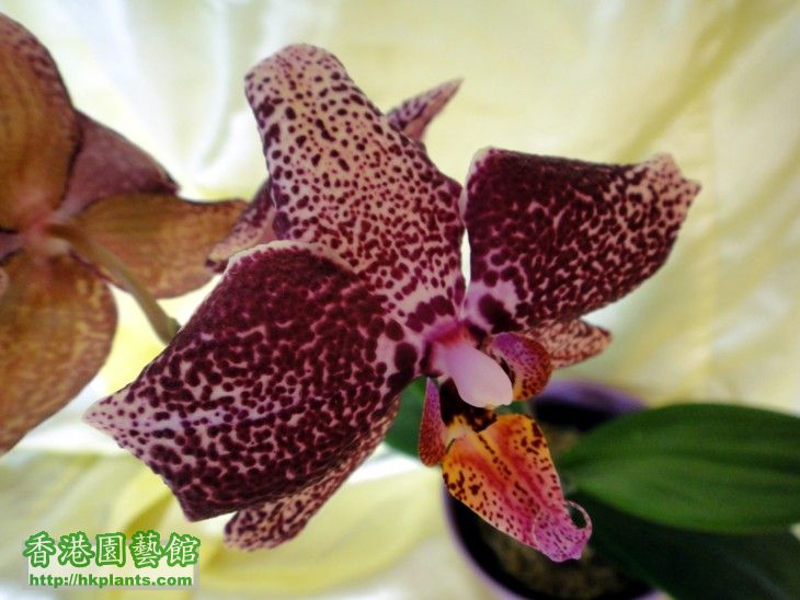 Phal. Hybrid 2-e.jpg