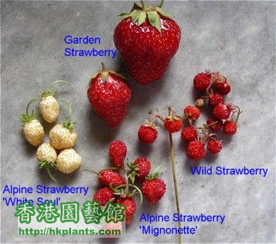 strawberry-sizes.jpg