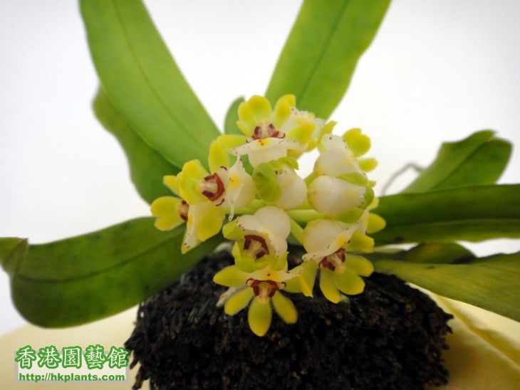 Gastrochilus japonicus-e.jpg