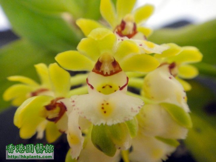 Gastrochilus japonicus-c.jpg