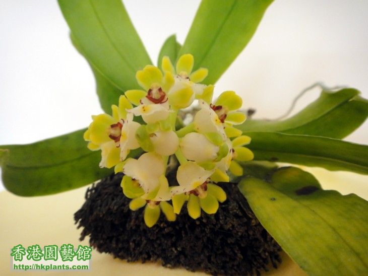 Gastrochilus japonicus-d.jpg