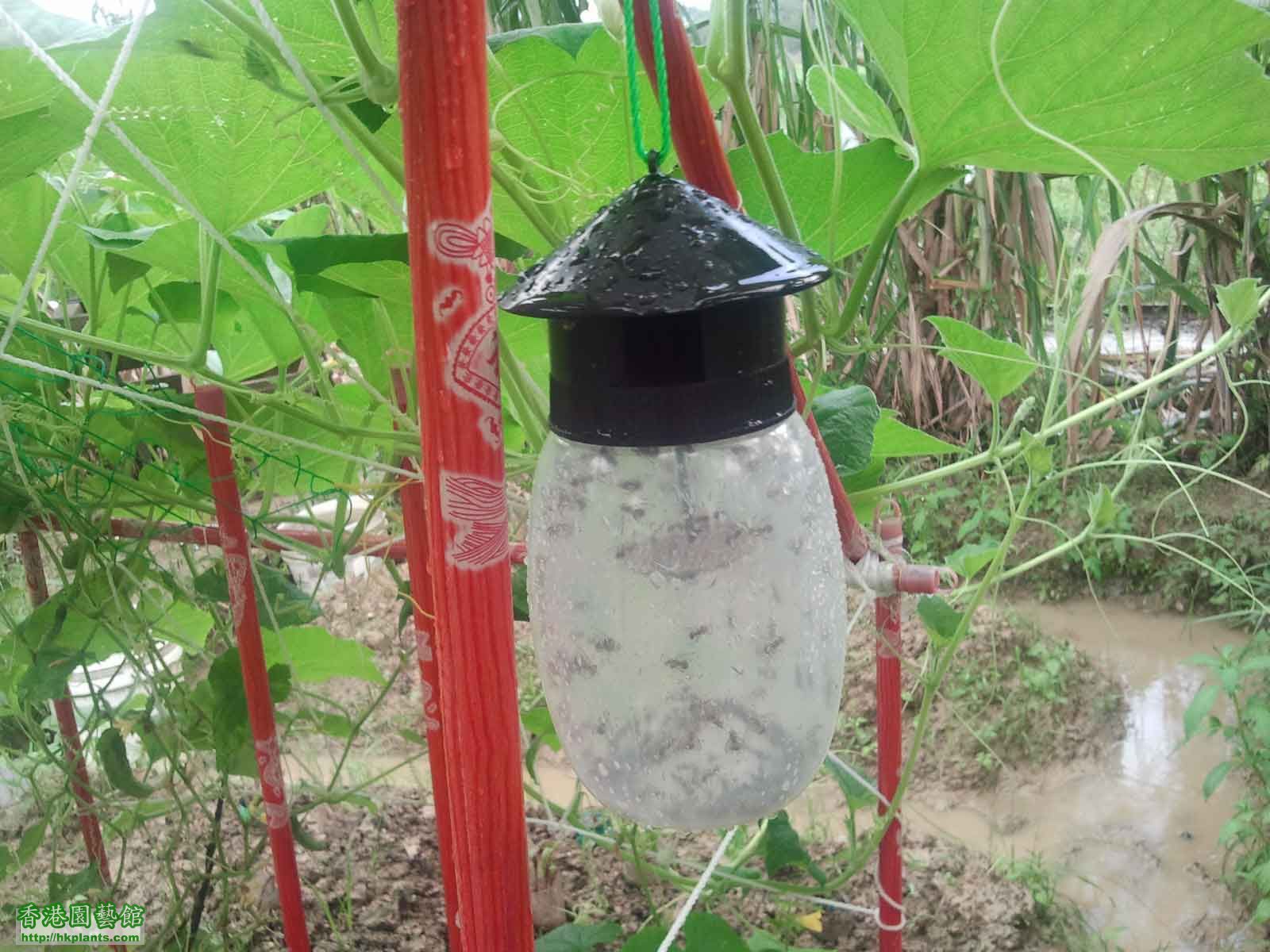 你睇吓幾大家族