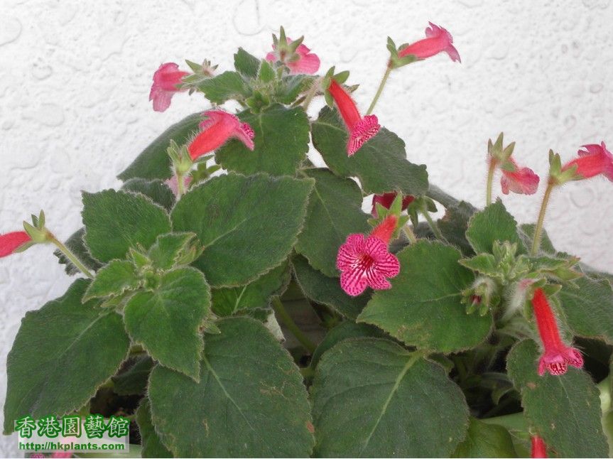 Kohleria An\'s Fairyland.jpg