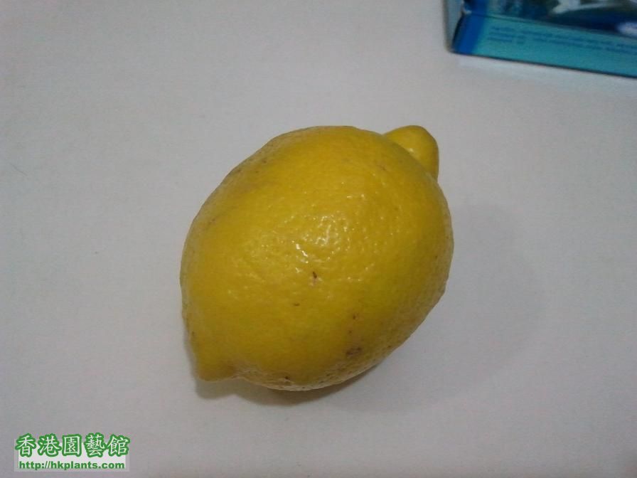 檸檬汁 20克