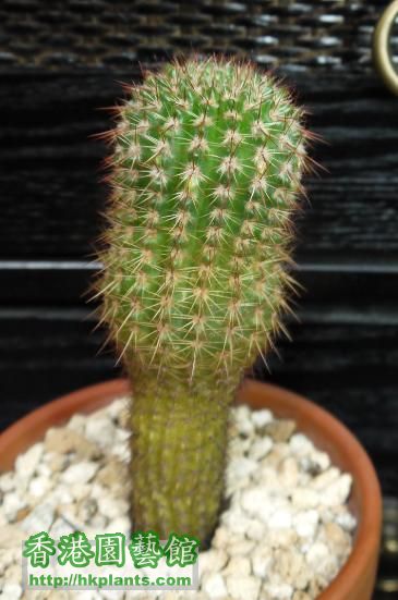 Notocactus Mammulosus 4.2.jpg