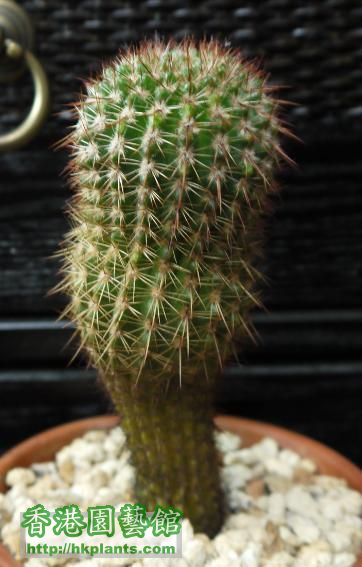 Notocactus Mammulosus 3.2.jpg