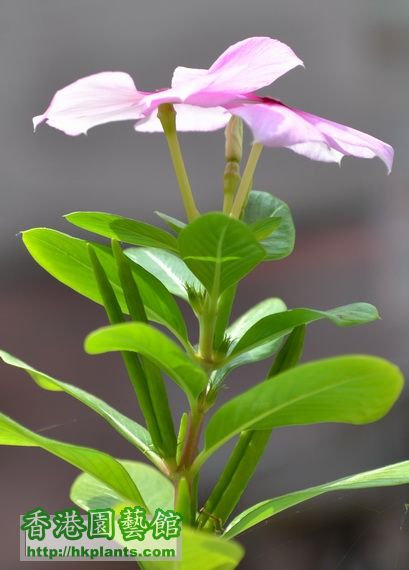 花下幾條東西便是種子包