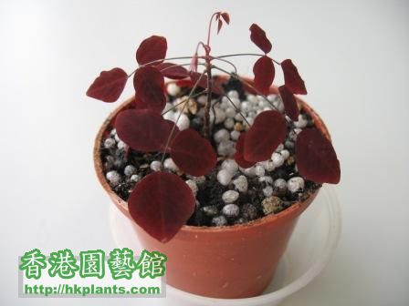 小紅楓 (35個印花)