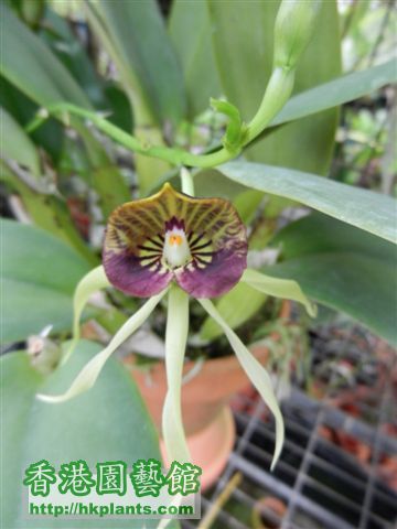 Encyclia cochleata 