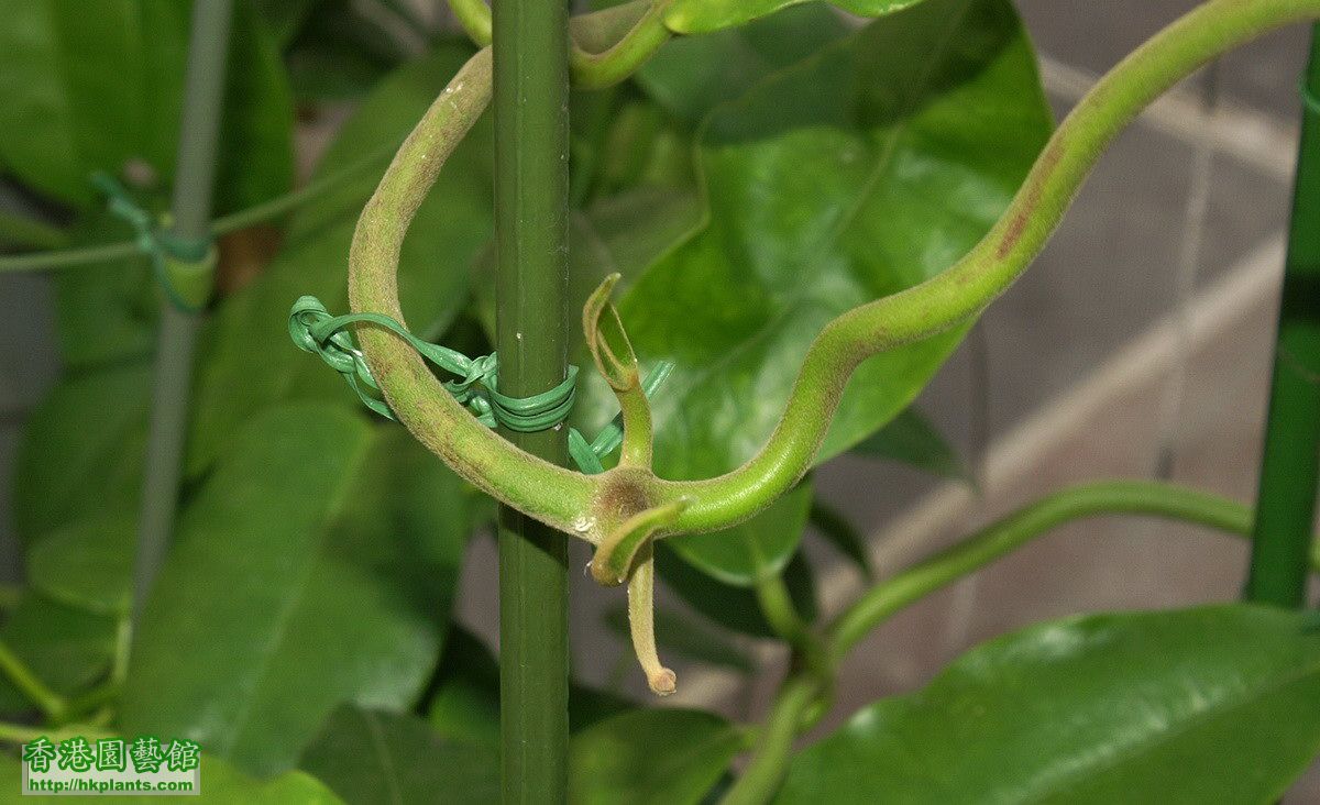 2011-11-20-23-Hoya imperialis.jpg