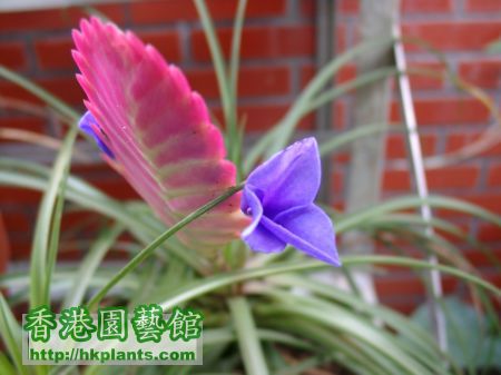 空氣鳳梨中的紫花鳳梨Tillandsia cyanea002.jpg