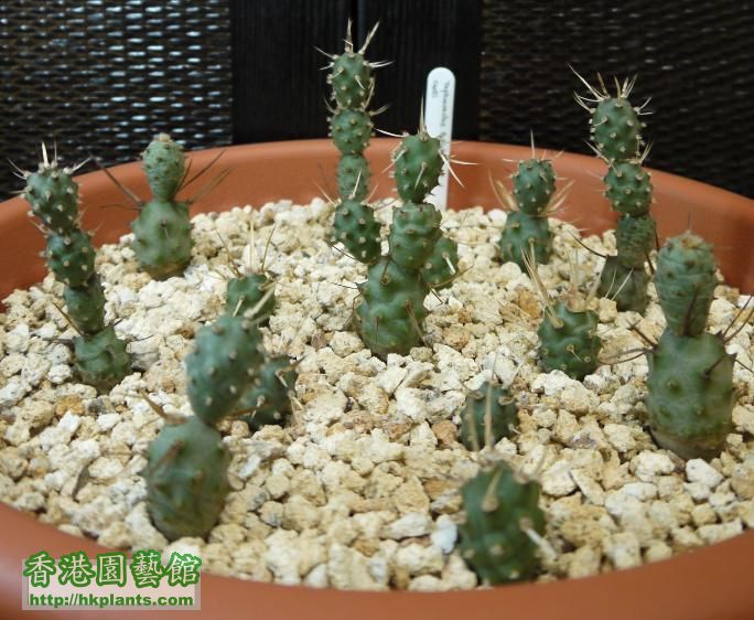 Tephrocactus Articulatus V. Papyracanthus 2.2.jpg