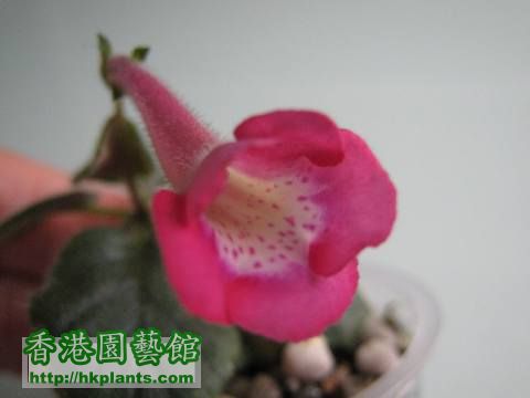 s may's pink kiss 2011.11.23c.jpg