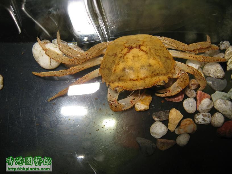 crab.JPG