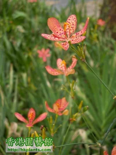 射干(Belamcanda chinensis).jpg