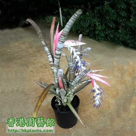 Billbergia brasiliensis