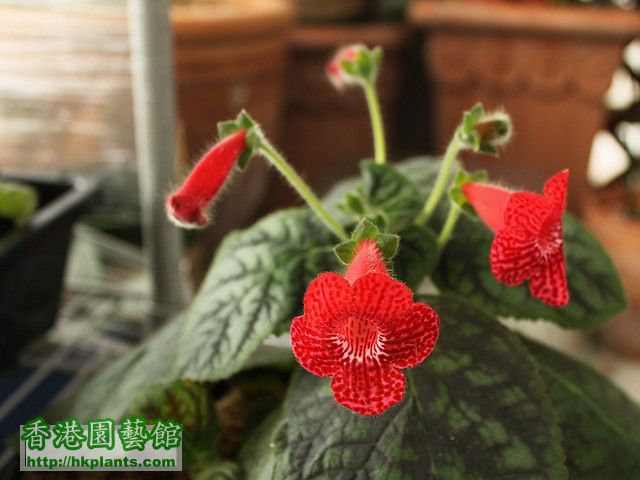 Kohleria 'Red rider' 