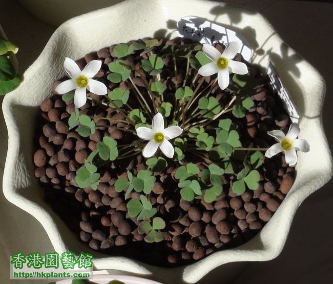 oxalis pocockiae.jpg