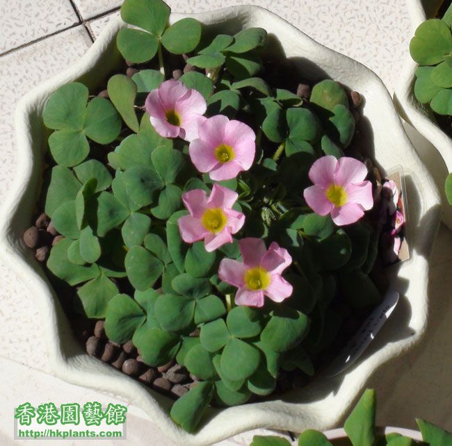 oxalis.purpurea pale pink.jpg